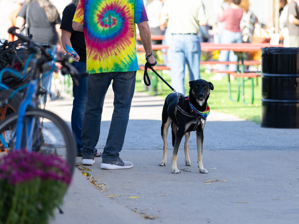 Black dog wearing a rainbow bandana